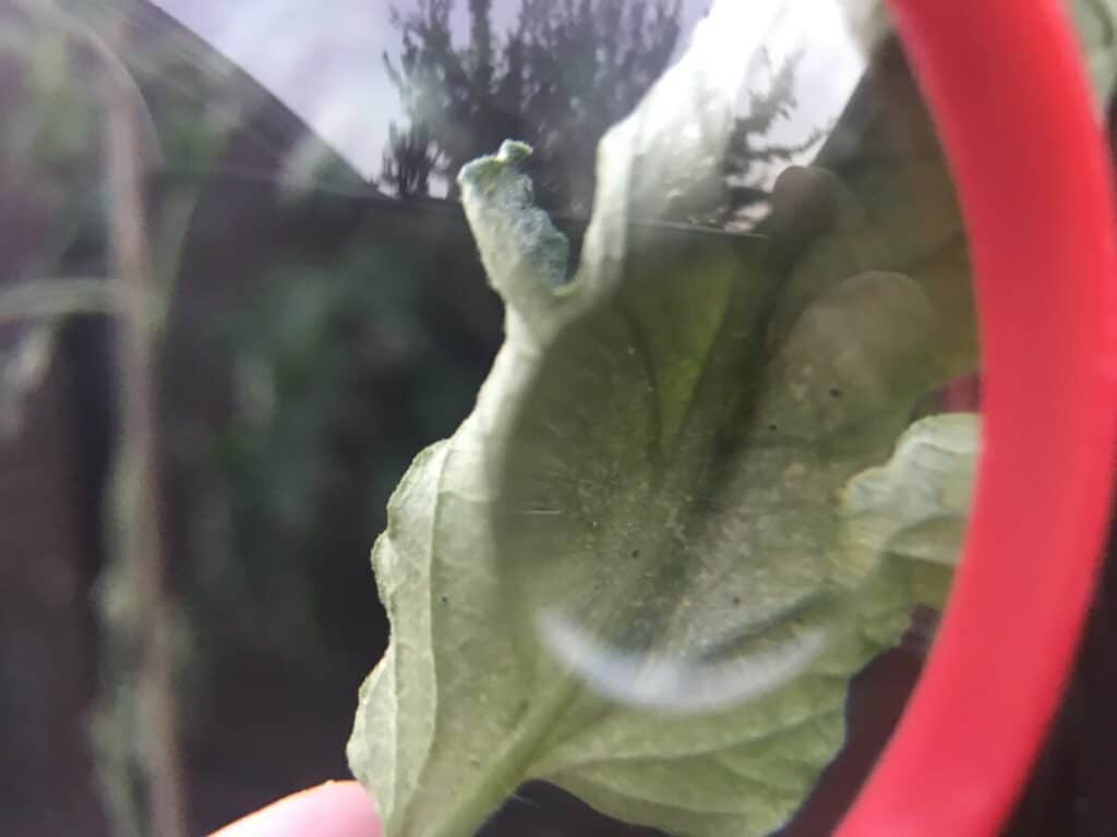 Spider Mites on Foliage, Viewed Through Magnifying Glass