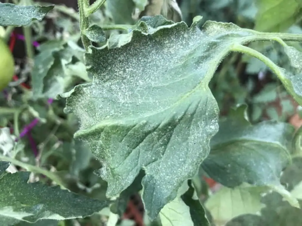 Excessive stippling effect on plant foliage