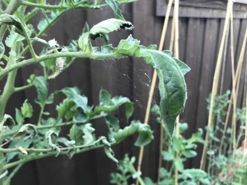 Webbing Caused by Spider Mites