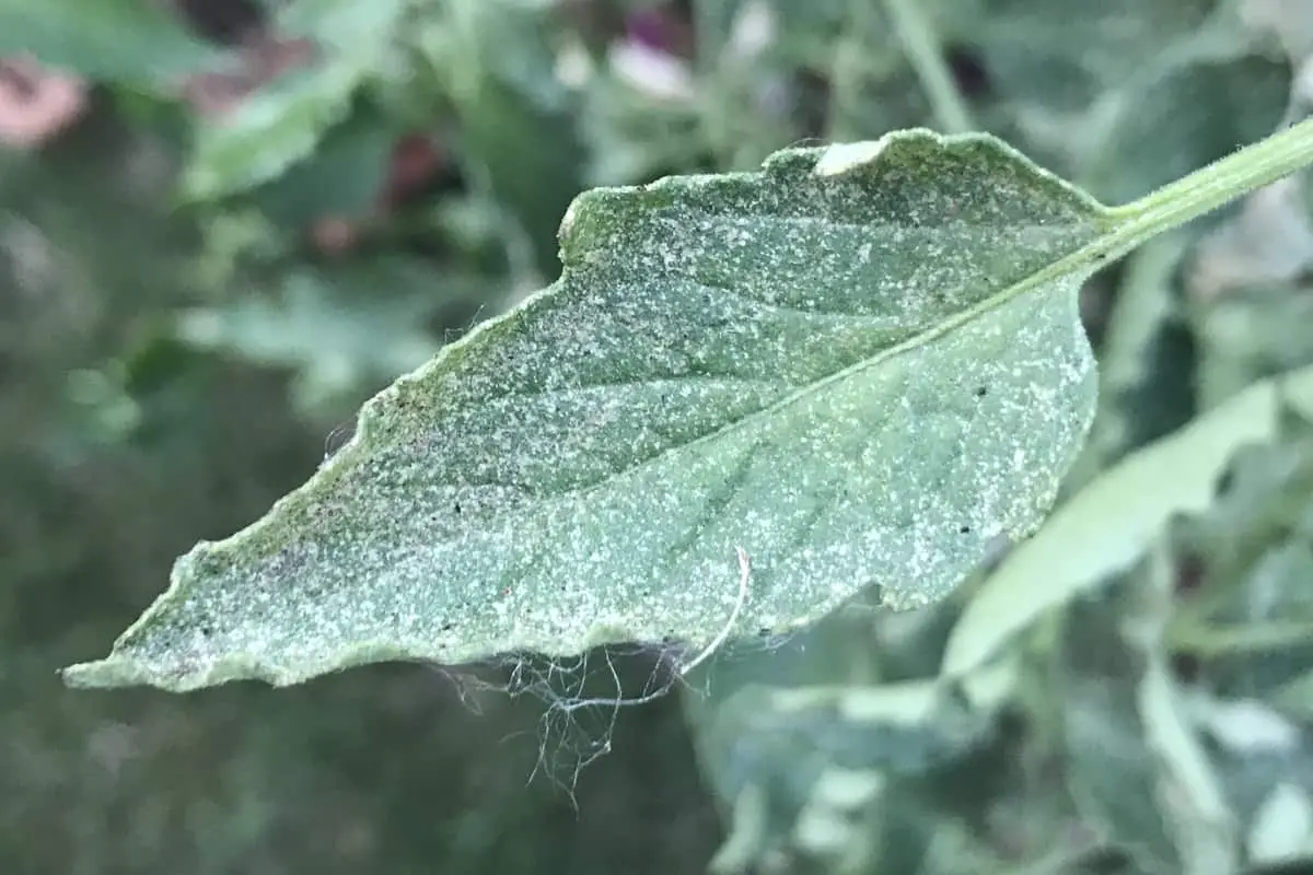Spider Mites on Leaf