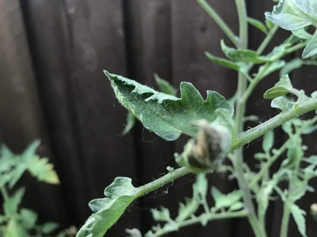 Leaf curl due to spider mites