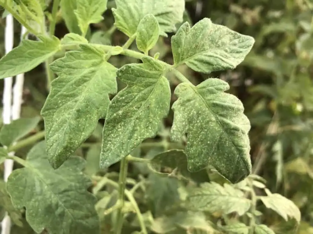 Stippling Effect on Leaves