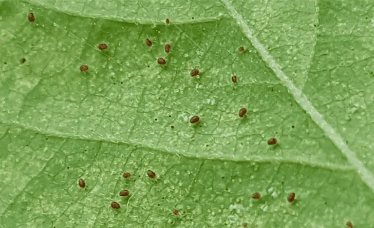 What Do Spider Mites Look Like on Plants?