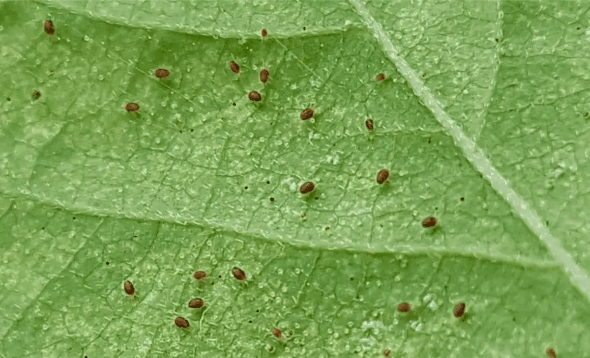 Close Up of Spider Mites on Leaf