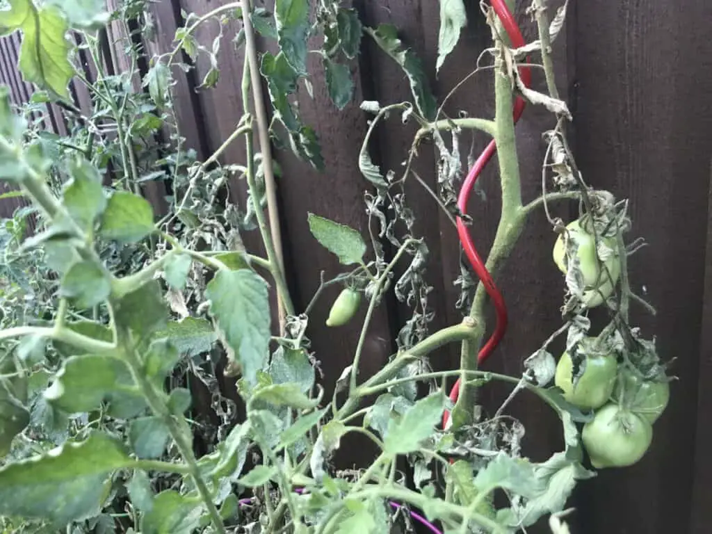 Stage Four Spider Mite Infestation, Extensive Dead Foliage