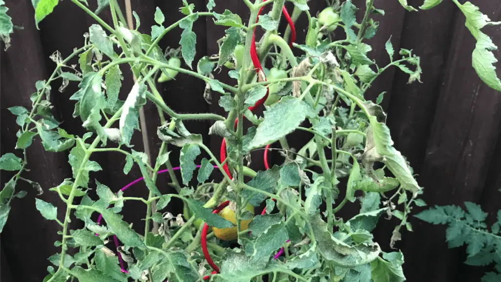 Stage Three Spider Mite Infestation, Decaying Foliage and Extensive Leaf Curl