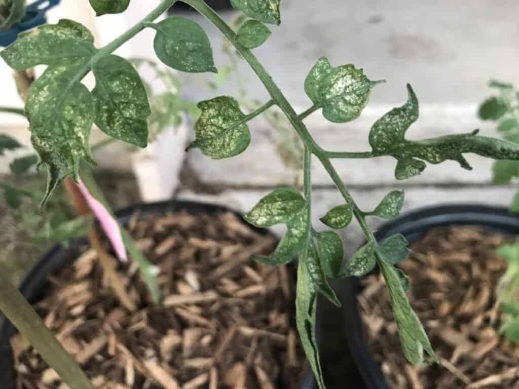 Stage Two Spider Mite Infestation, Extensive Stippling and Leaf Curl