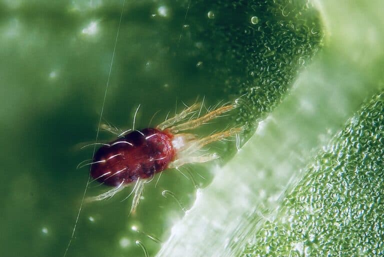 Are Spider Mites Spiders? How to Identify These Garden Pests