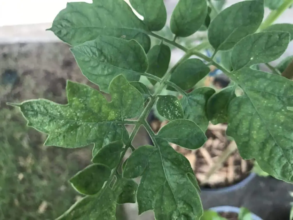 June 15: Stippling Visible on Plants Located on Opposite Side of Garage