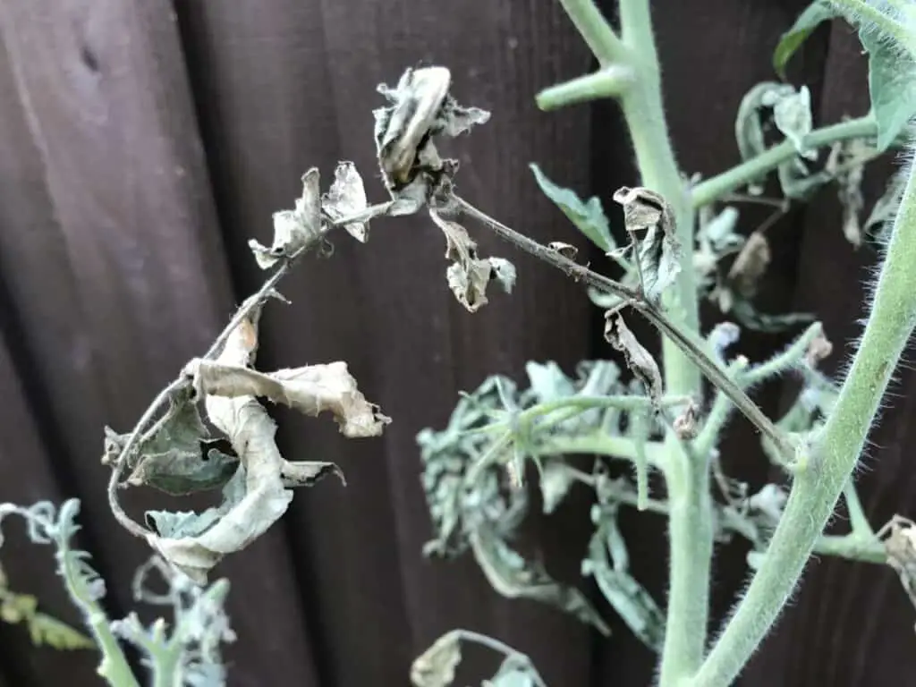 June 12: Extensive Plant Decay, Dried and Dead Branches