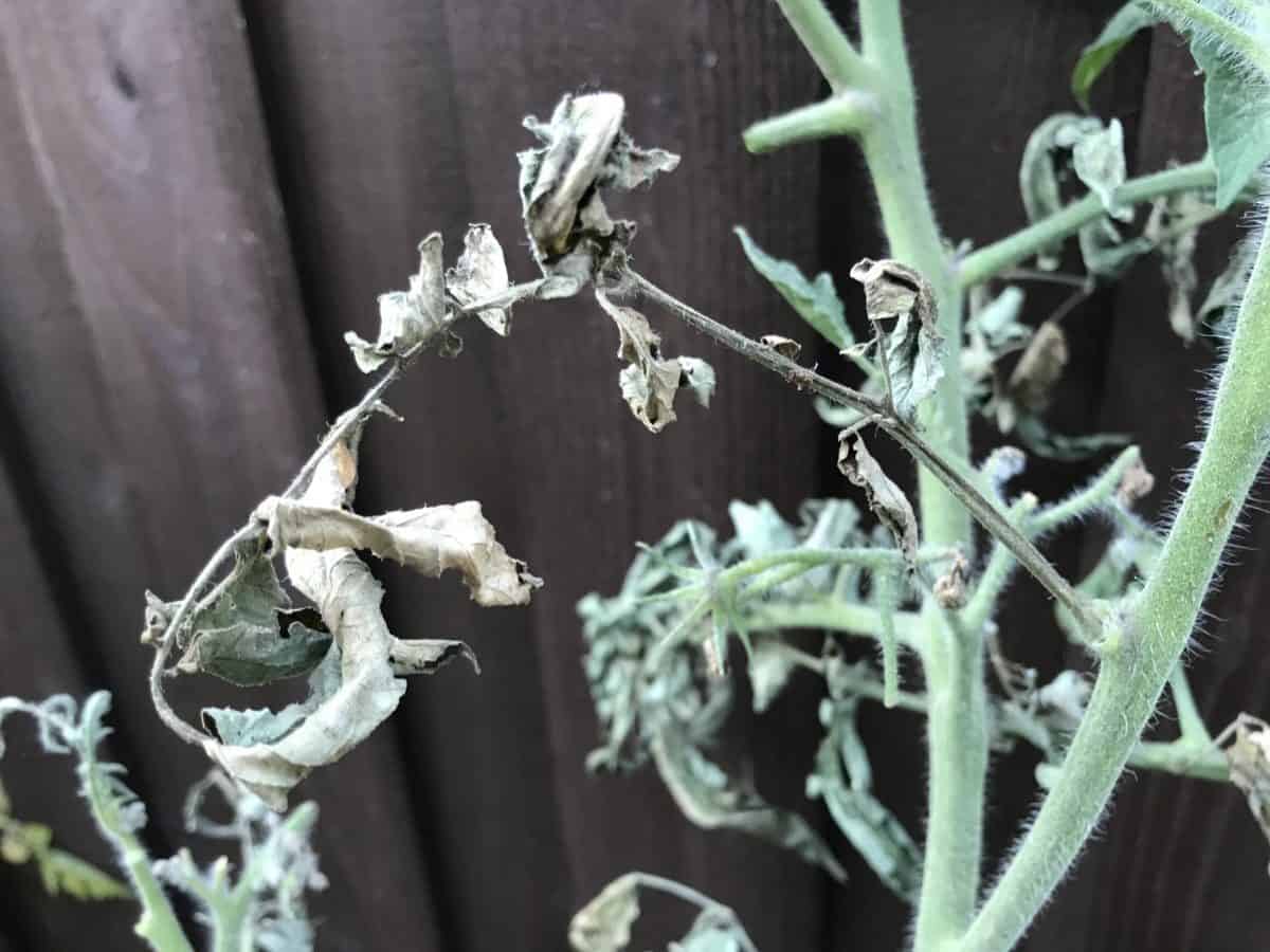 Will Spider Mites Spread to Other Plants? Backyard Garden Geek