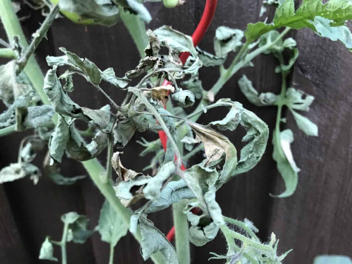 Spider Mite Damage to Foliage