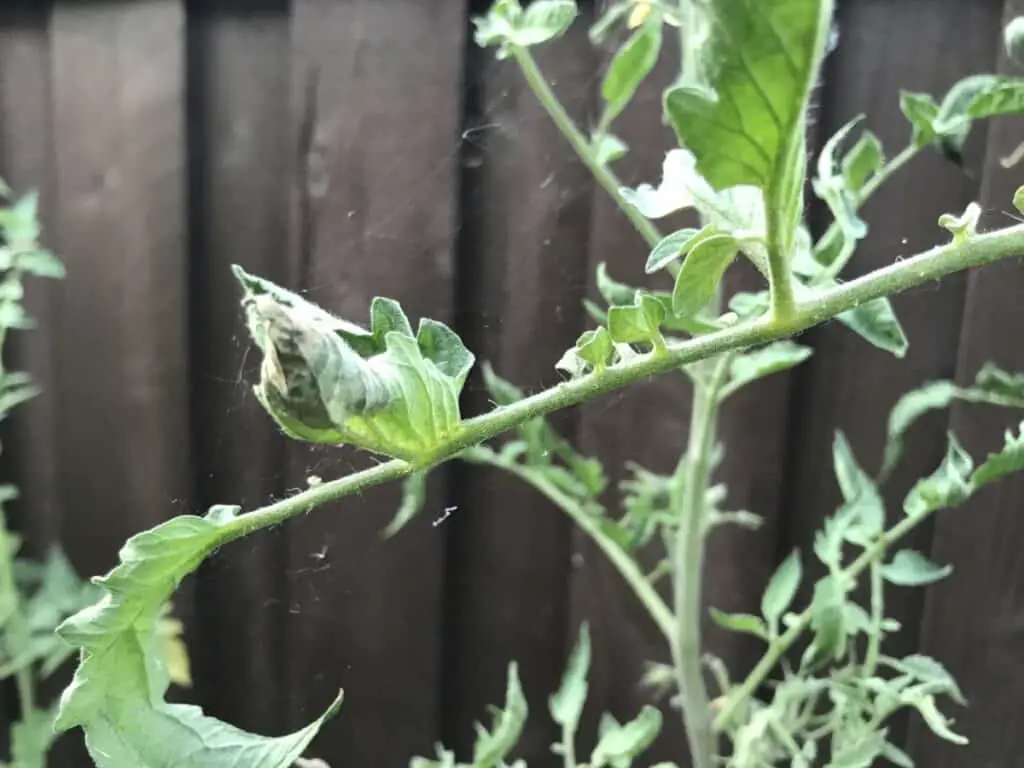 June 9: Leaf Damage and Visible Spider Mite Webbing