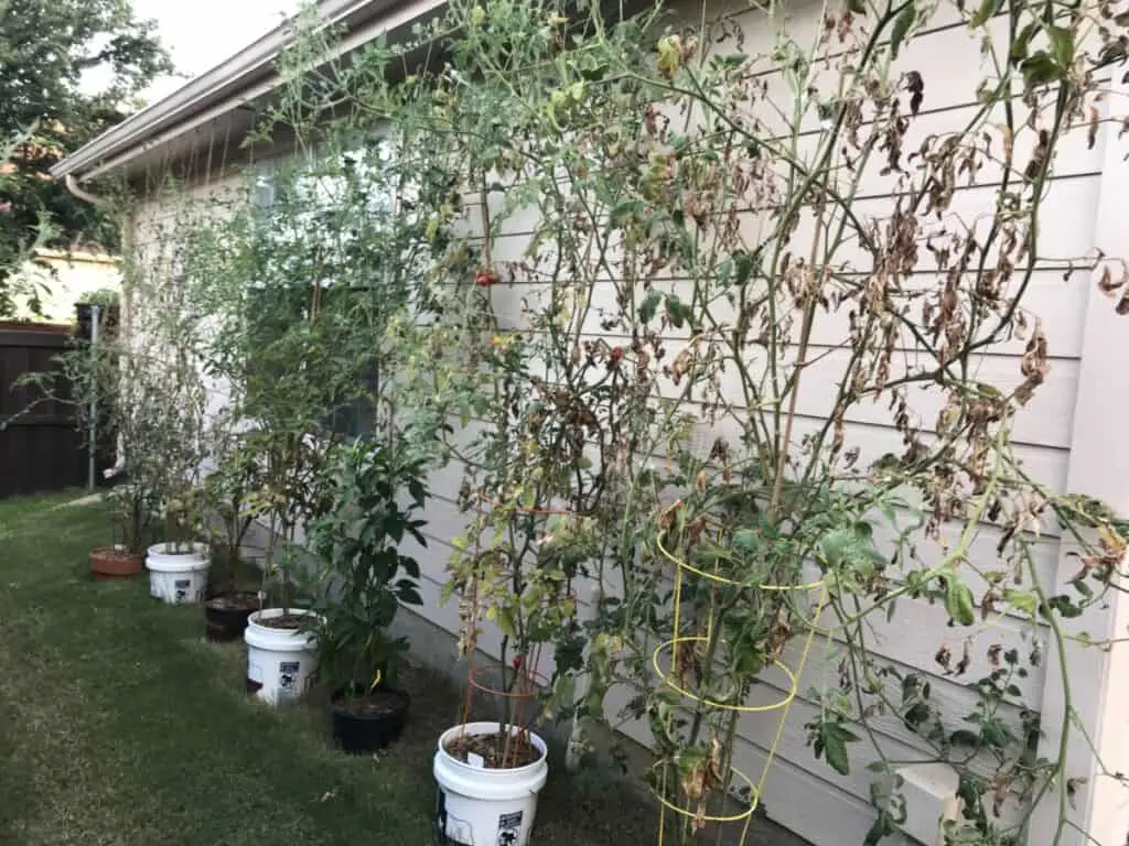 July 5: Plant Damage Caused by Spider Mites and Early Blight