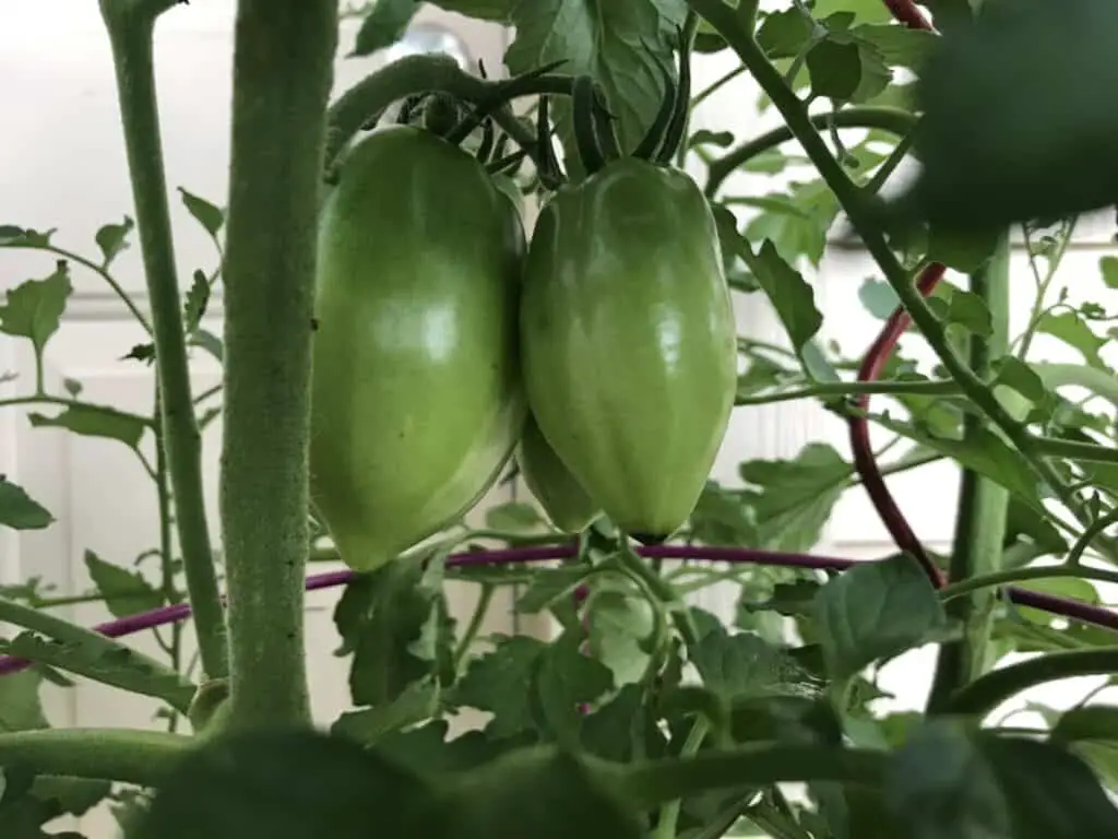 May 22: A Healthy Purple Russian Tomato Plant