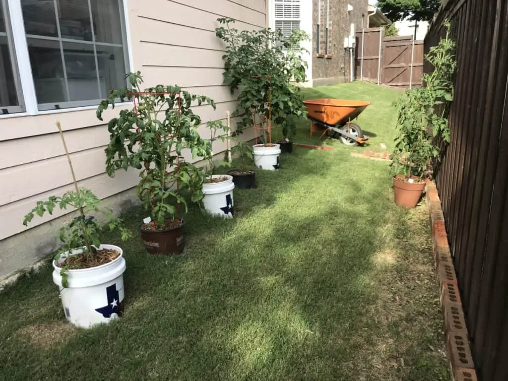 May 22: Re-Homing Plants to the Side of the Garage 