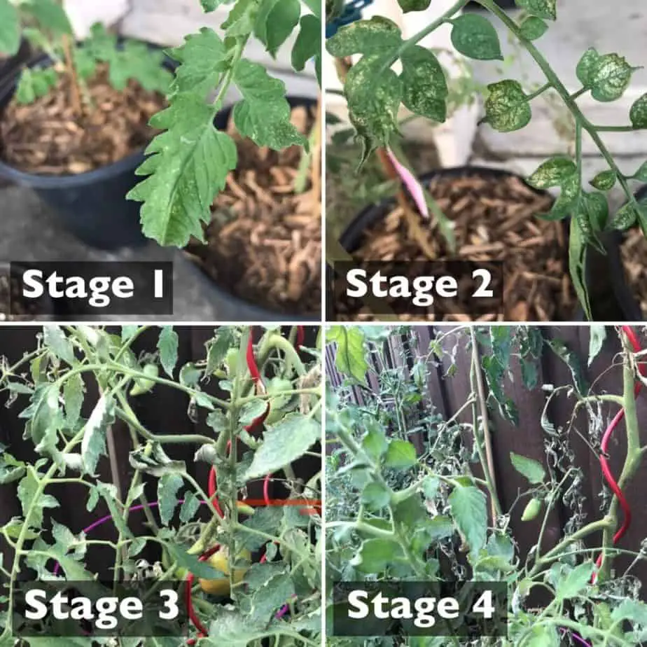 Stages of Spider Mite Infestation