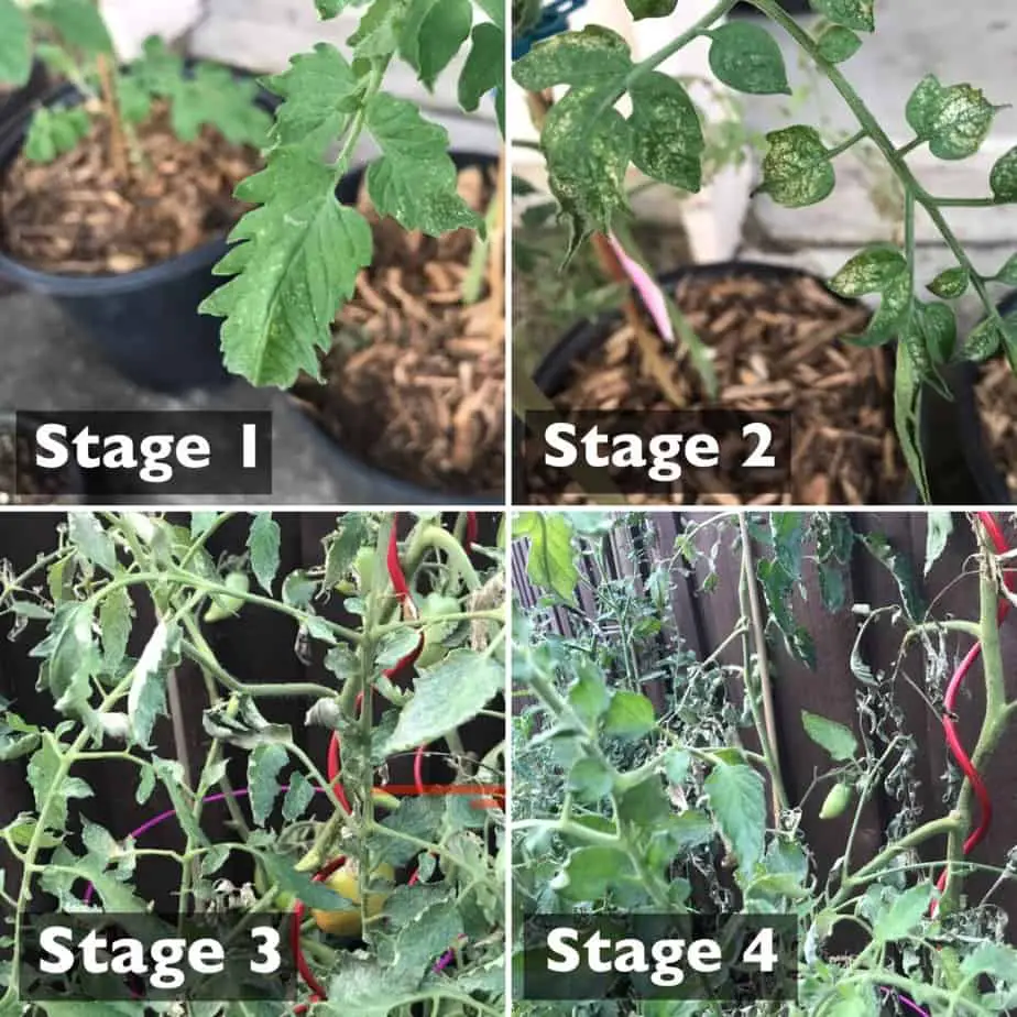 Can Plants Recover from Spider Mites? What You Need to Know Backyard Garden Geek
