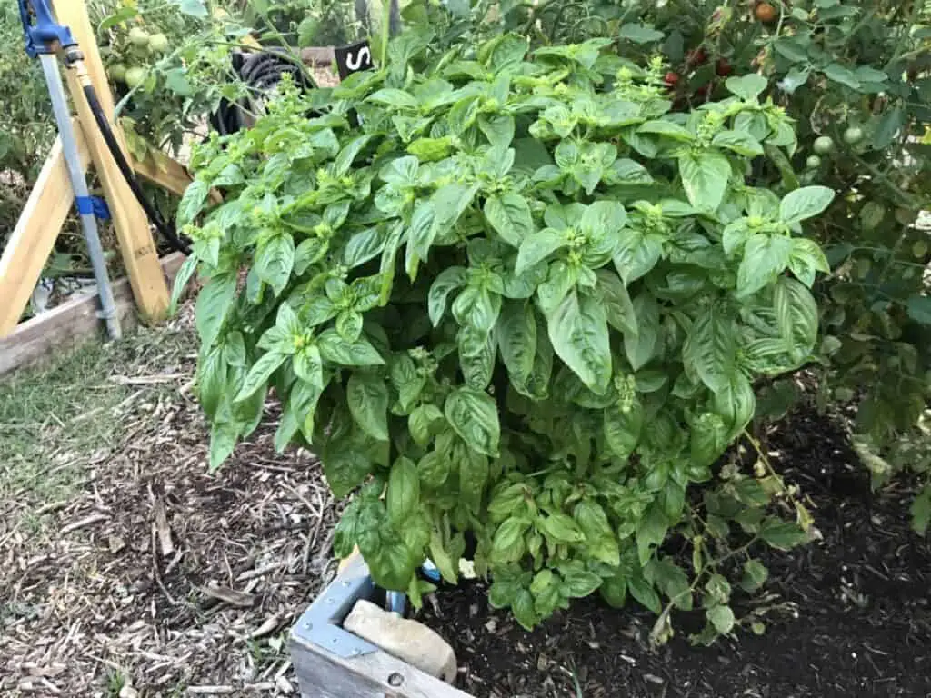 Basil Growing Next to a Tomato Plant with Spider Mites