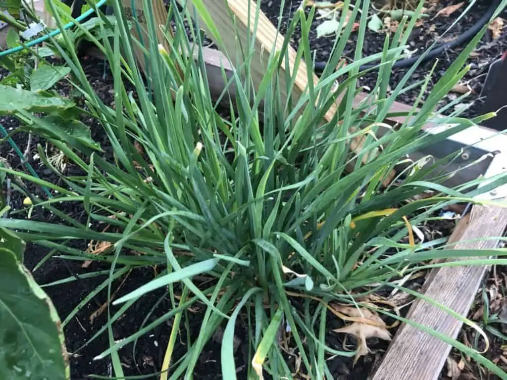Chives Growing Next to an Infested Tomato Plant