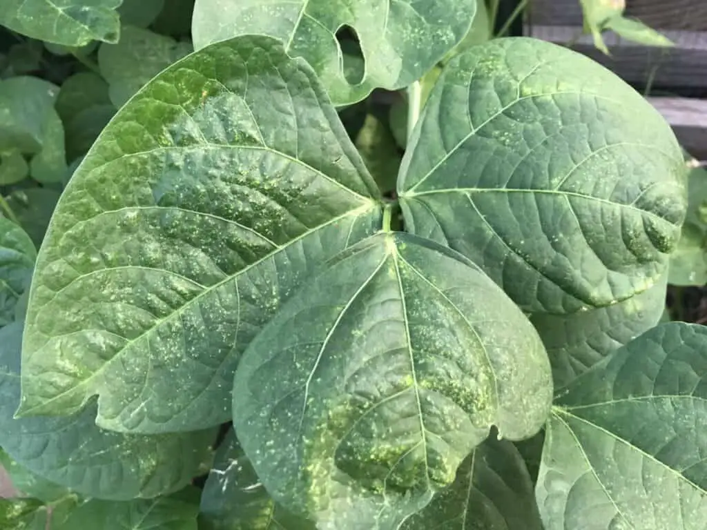Cowpeas with Signs of Spider Mite Infestation