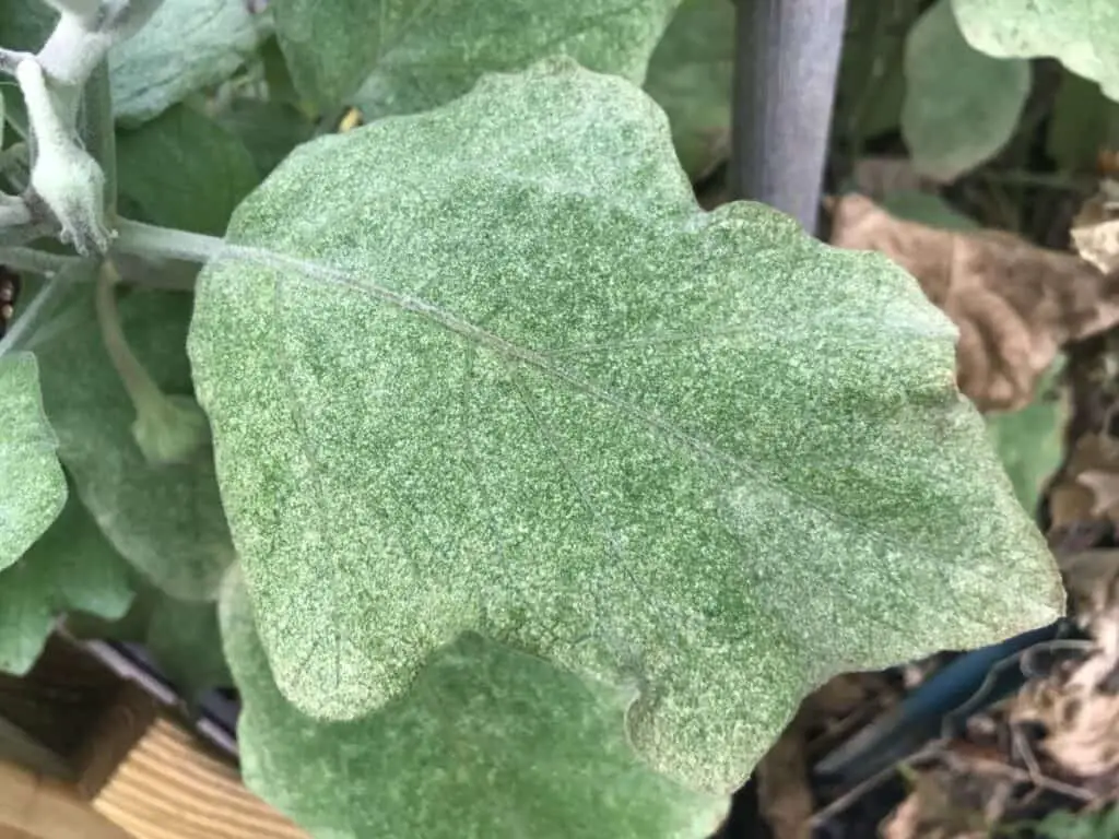 Healthy Eggplant Despite Advanced Spider Mite Infestation
