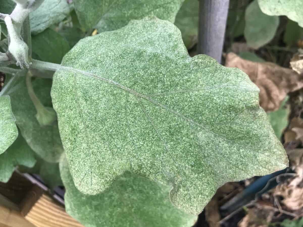 What Plants Do Spider Mites Like, and What Do They Hate? Backyard