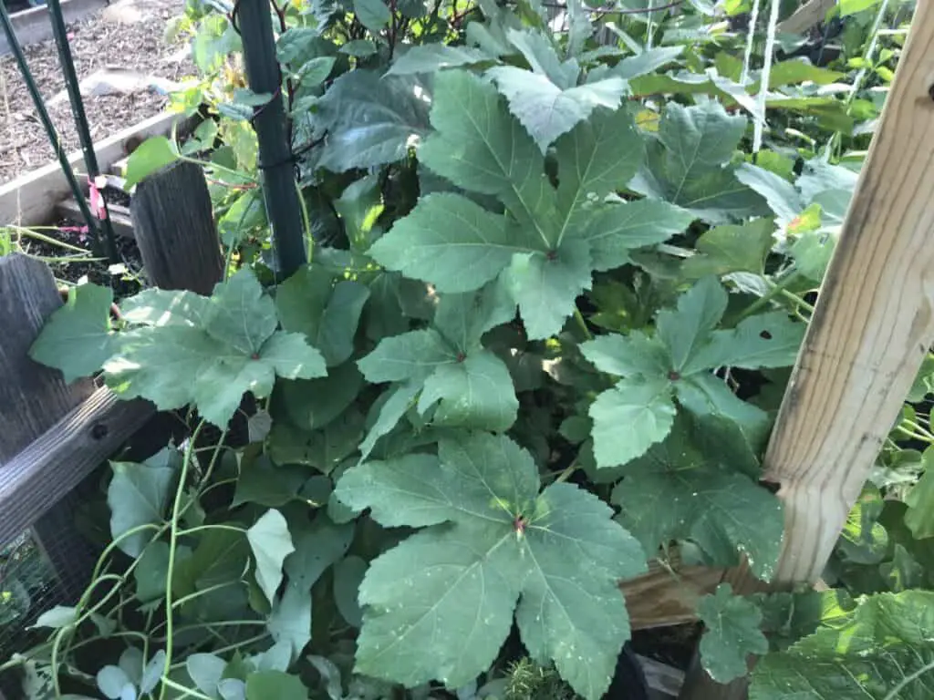 Okra Growing Next to Plants with Spider Mites, Entirely Unaffected