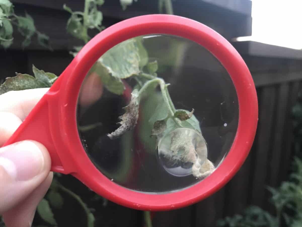Spider mites seen through magnifying glass