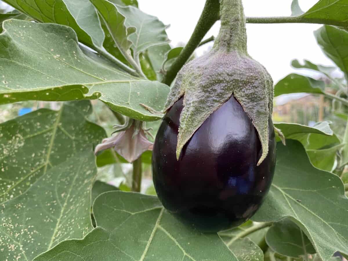 27 Plants That Resist Repel And Trap Spider Mites Backyard Garden Geek