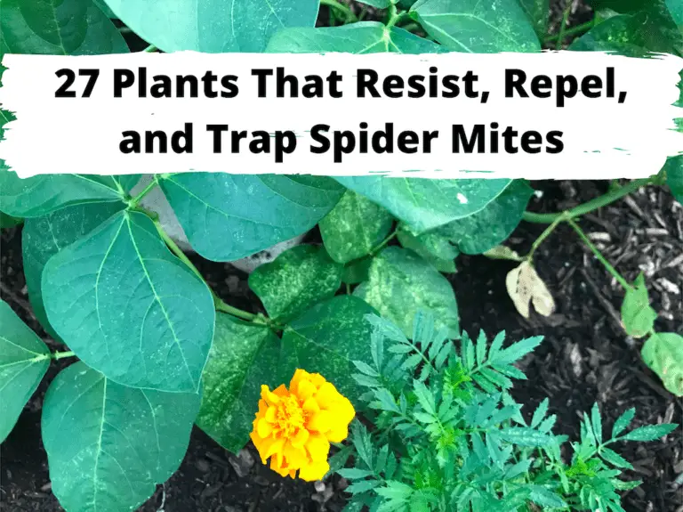 27 Plants that Resist, Repel, and Trap Spider Mites