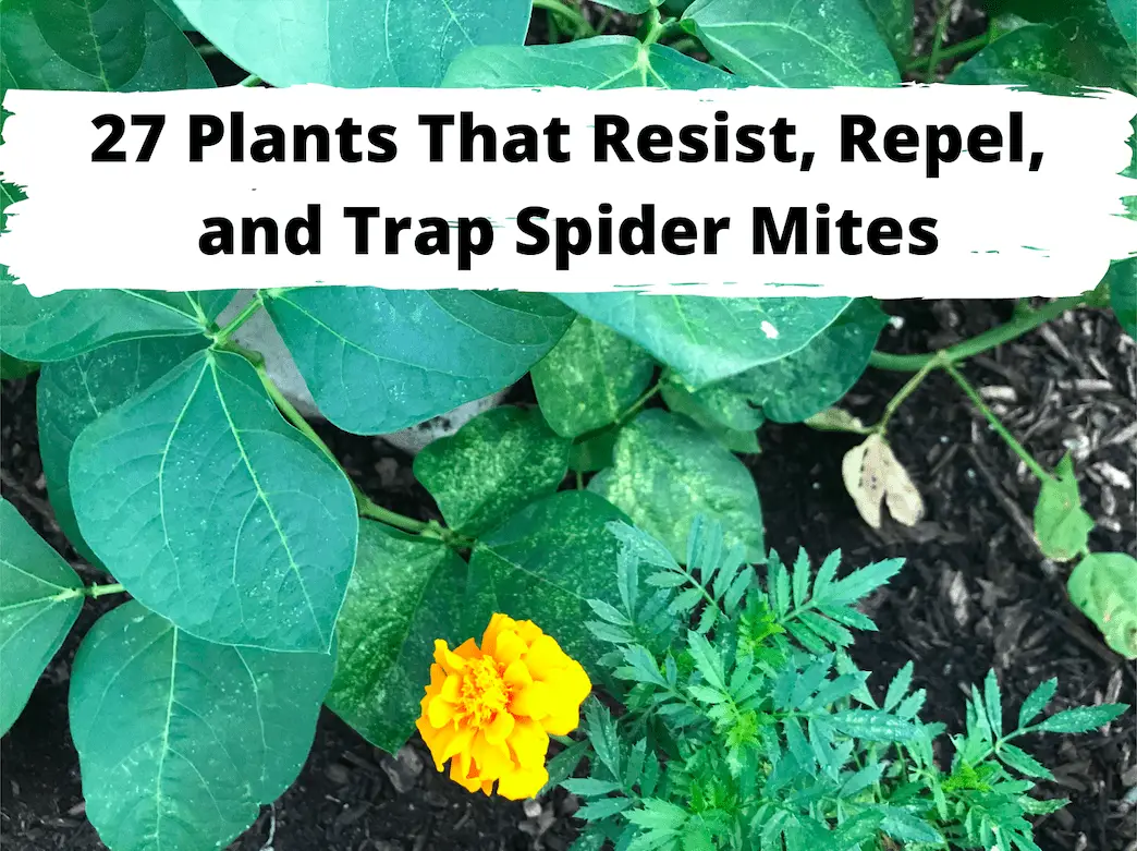 Plants That Resist Repel And Trap Spider Mites Backyard Garden Geek