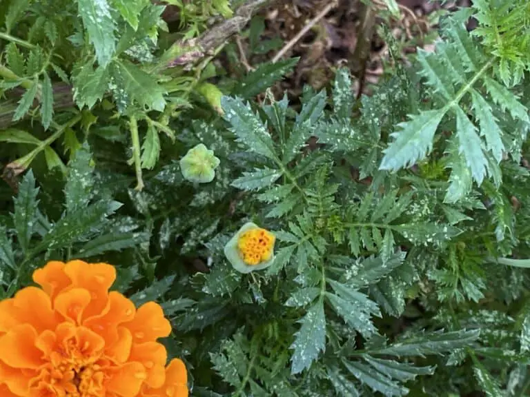 27 Plants that Resist, Repel, and Trap Spider Mites Backyard Garden Geek