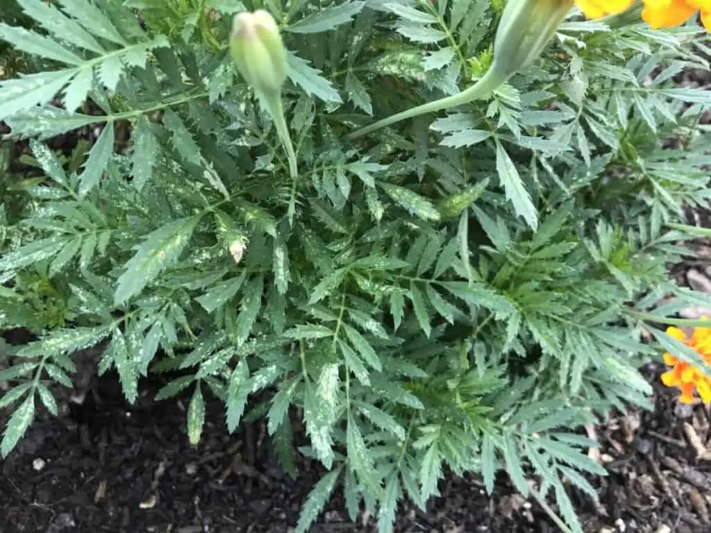 Marigold with Extensive Stippling Across Most of the Plant