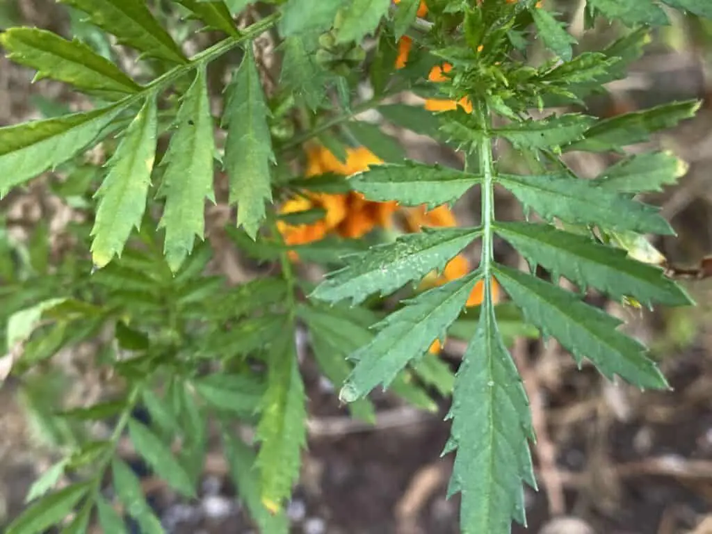 Marigold with Visible Stippling on a Single Leaf