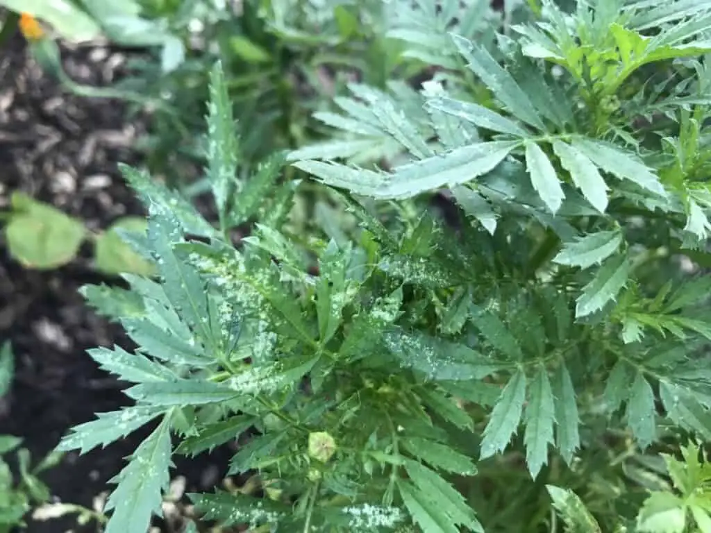 Marigold with Stippling Effect Visible on Numerous Leaves