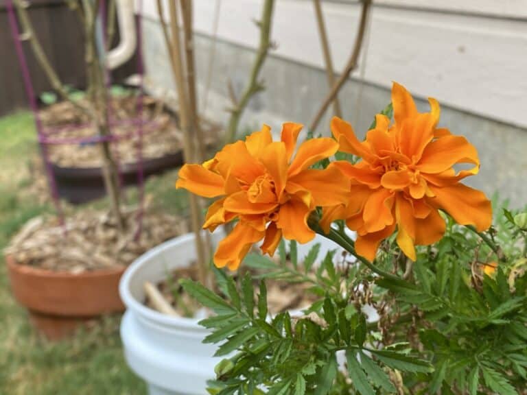 Do Marigolds Repel or Stop Spider Mites?