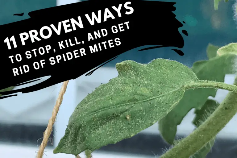 11 Proven Ways to Stop, Kill, and Get Rid of Spider Mites
