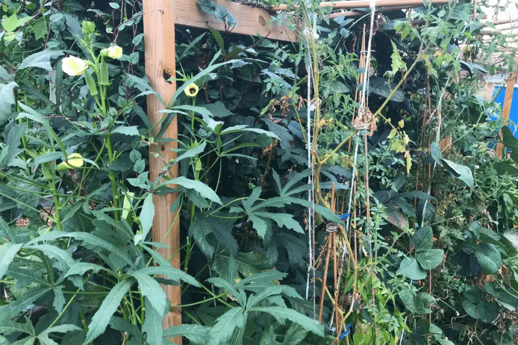 Raised garden bed with 9 plant varieties