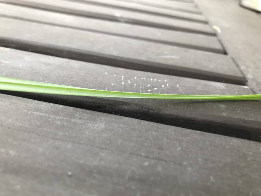 Lacewing eggs