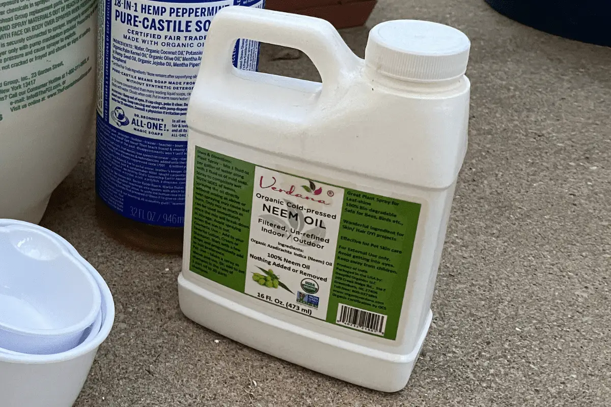11 Proven Ways to Stop, Kill, and Get Rid of Spider Mites Backyard