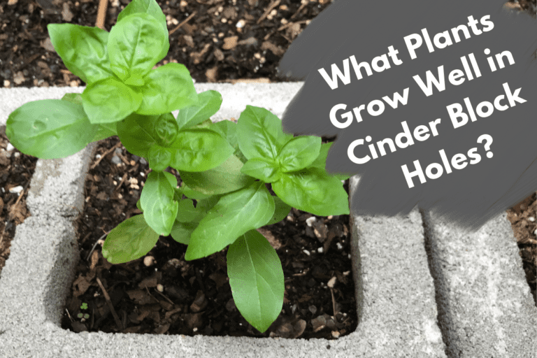 What Plants Grow Well in Cinder Block Holes?