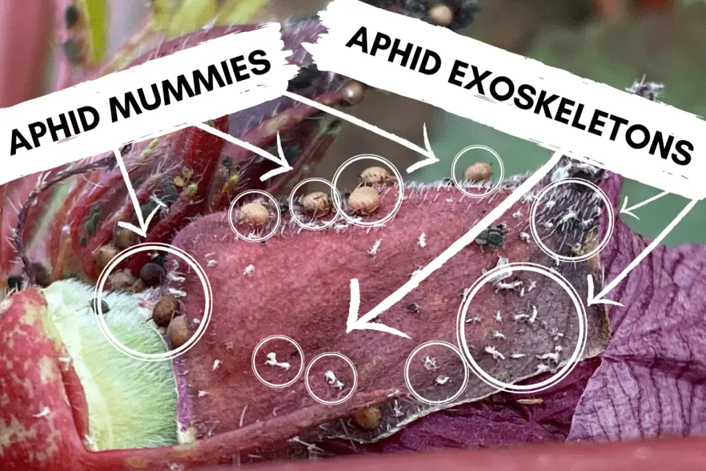 Aphid Mummies and Exoskeletons on an Okra Flower