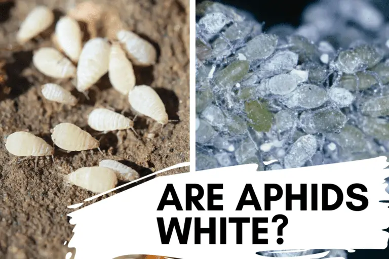 Are Aphids White? How to Spot and Get Rid of White Aphids
