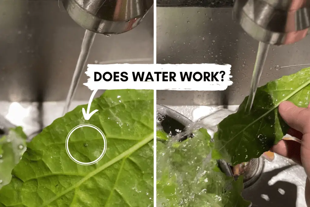Rinsing an aphid off of kale with tap water.