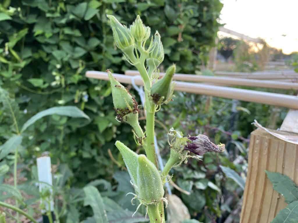 Ants on Green Okra Plant