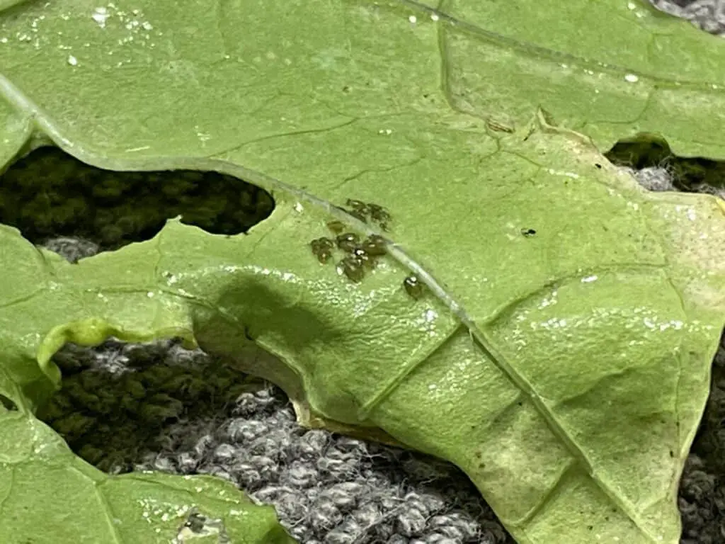 Aphids on Kale, Completely Unaffected by Water Soaking