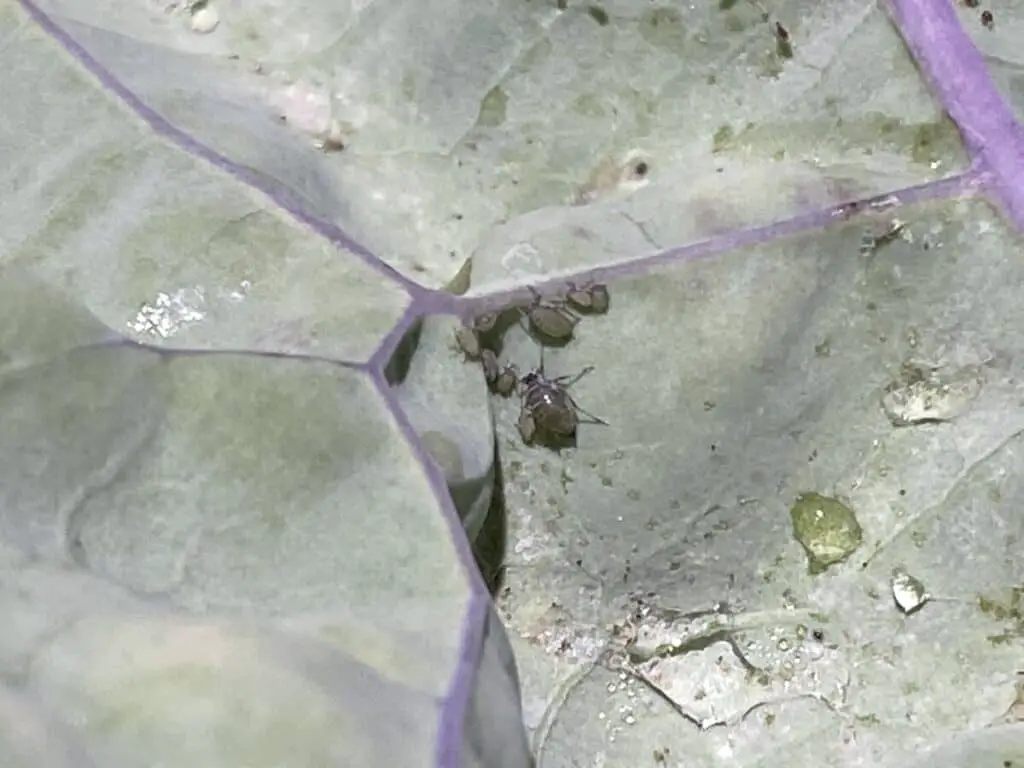 Aphid Cluster on Red Russian Kale