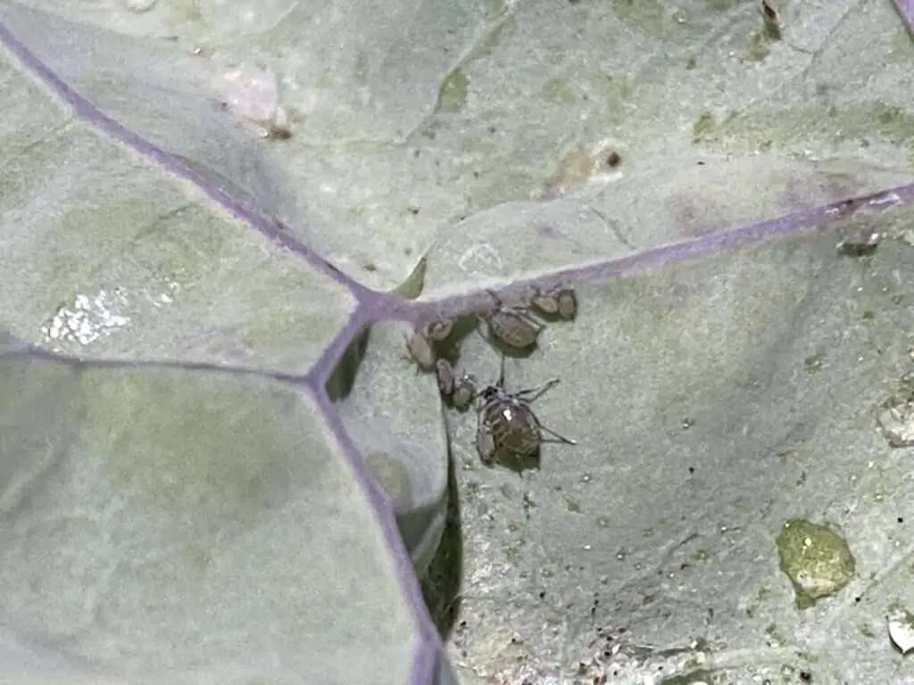 Aphids on Kale