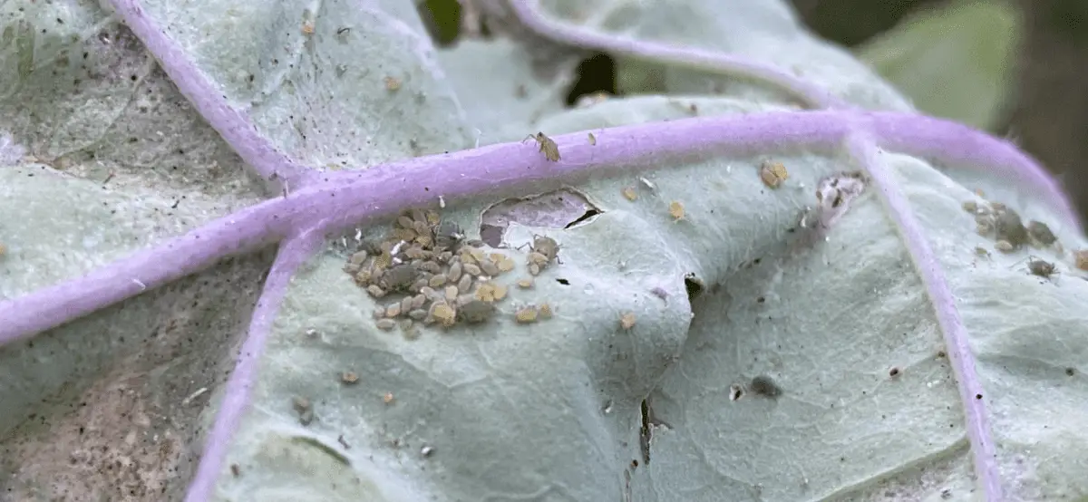 Where Do Aphids Come From? Things to Consider Backyard Garden Geek